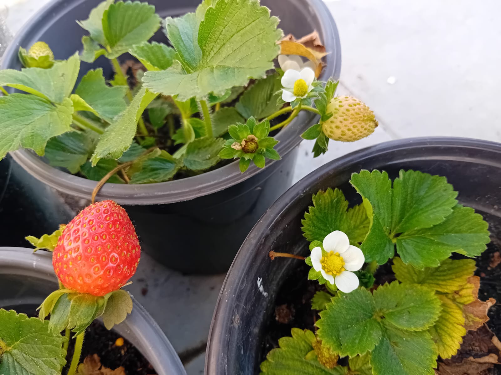 strawberry